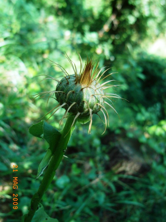 Klasea flavescens subsp. cichoracea (=Serratula cichoracea)/ Cerretta spinulosa